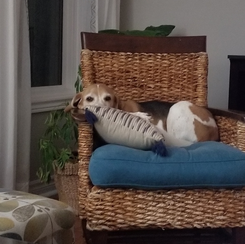 Meet your Posher, Shelley